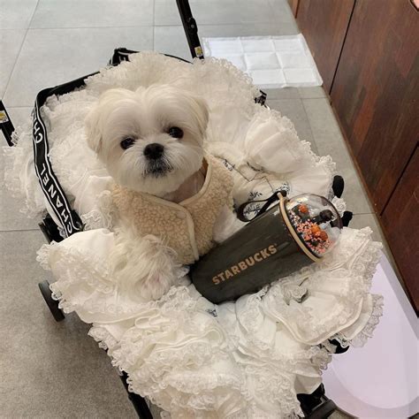 replica chanel pet carrier|chanel dog apparel.